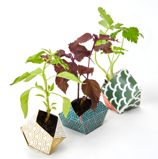 アーバンジャングルキット 日本の伝統柄コレクション