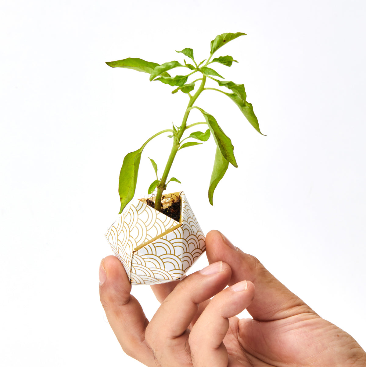 1OriBon 日本の伝統柄 山吹茶