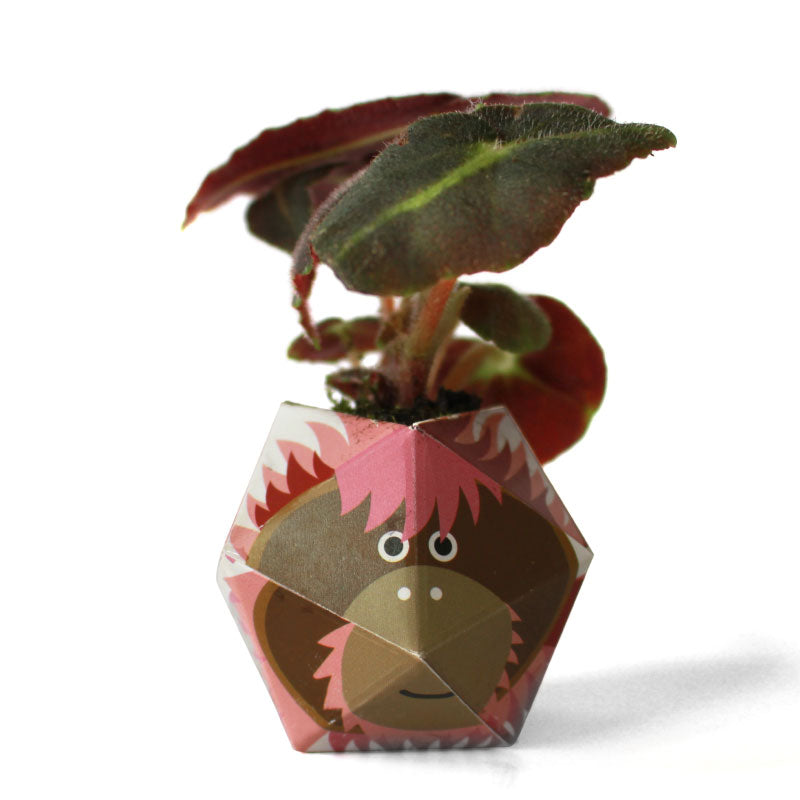 1OriBon オランウータン