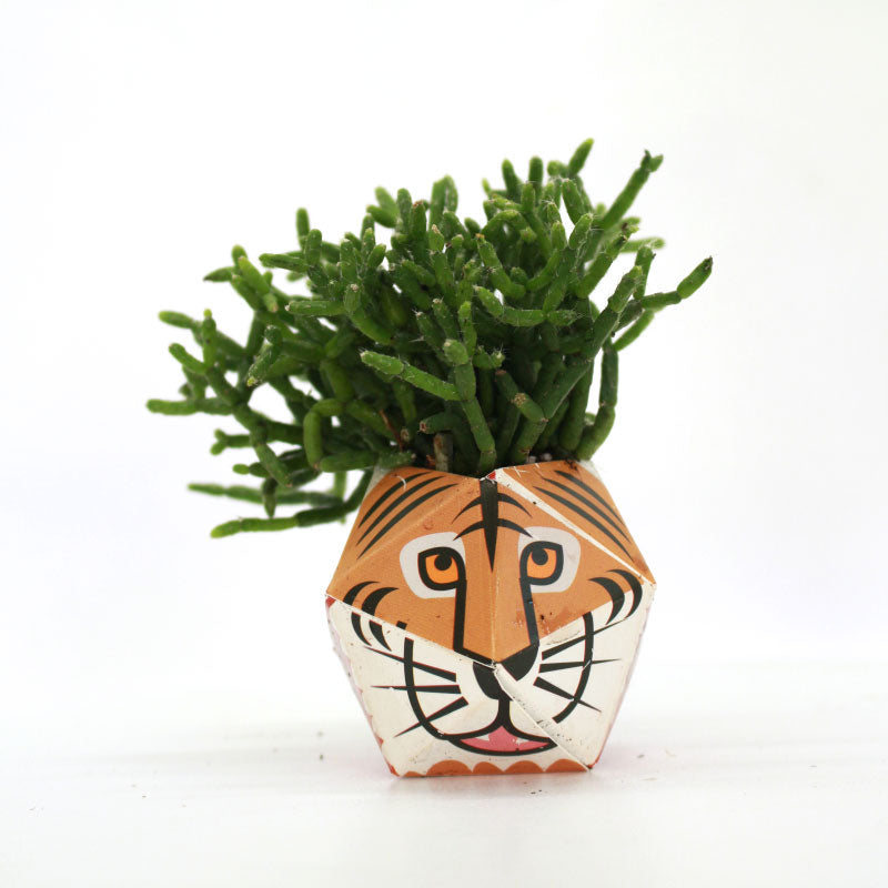 1OriBon ベンガルトラ