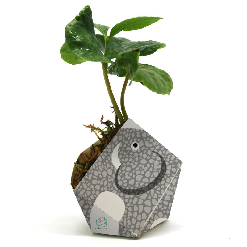 1OriBon スマトラゾウ