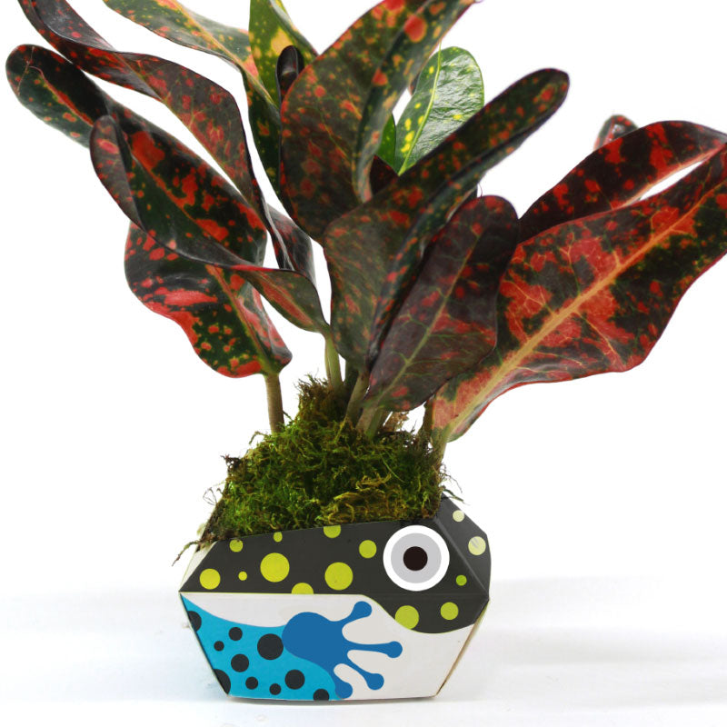 1OriBon ヤドクガエル