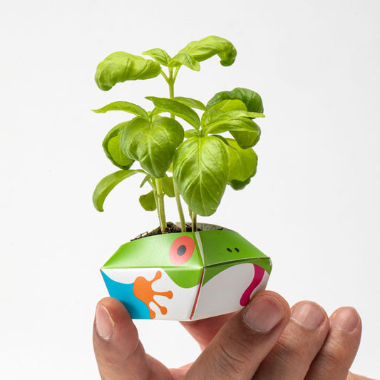 1OriBon アカメアマガエル