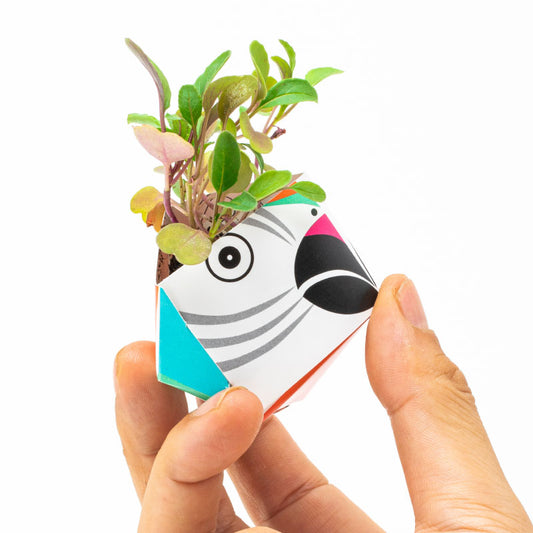 1OriBon コンゴウインコ