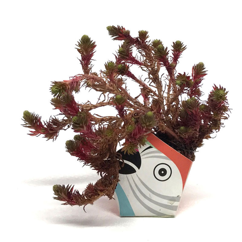 1OriBon コンゴウインコ