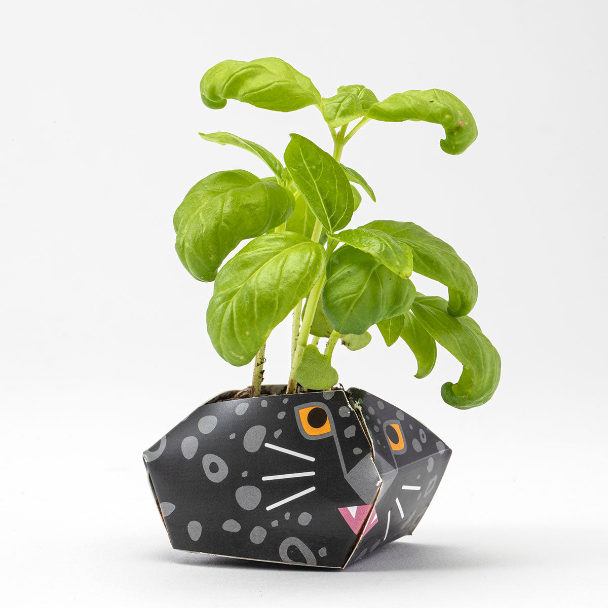 1OriBon クロヒョウ