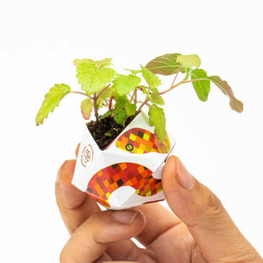 1OriBon クサリヘビ