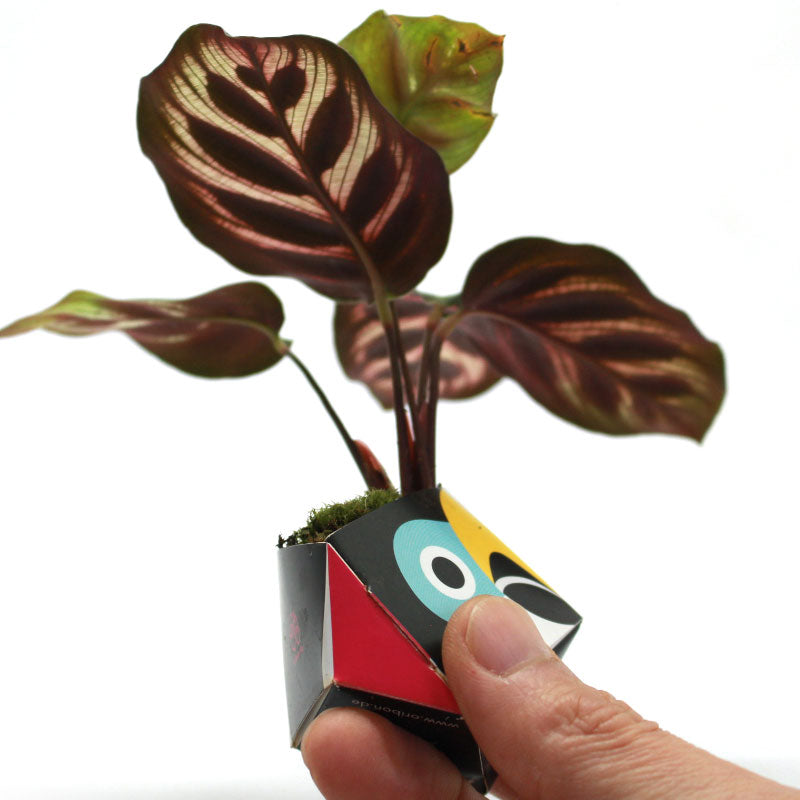 1OriBon オオハシ