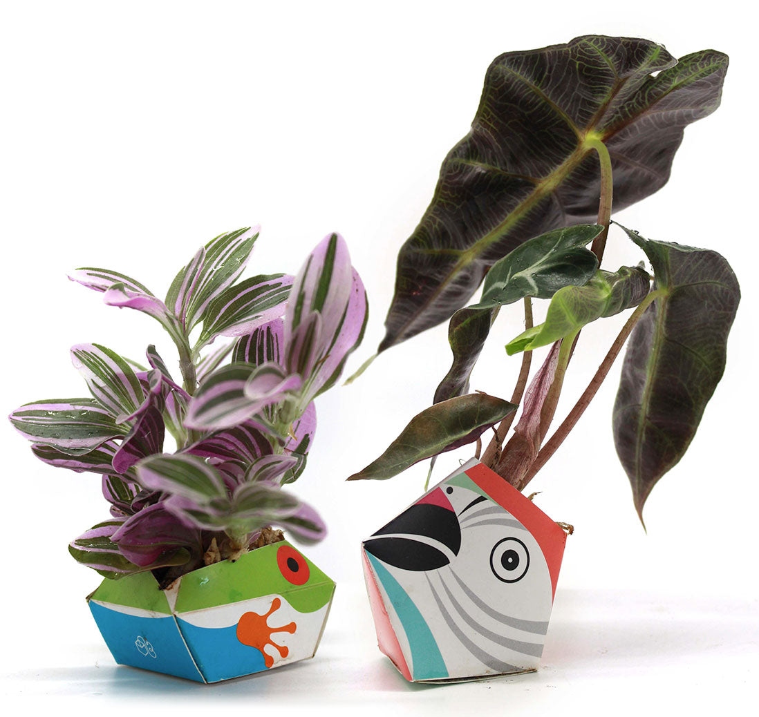 OriBon 世界で初のペーパープラントポット – OriBon plantpot japan