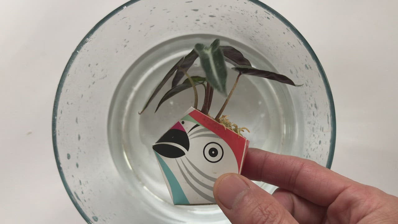 culitisan FLORA HANDY 保存容器 5個セット culitisan FLORA HANDY 保存容器 5個セット
