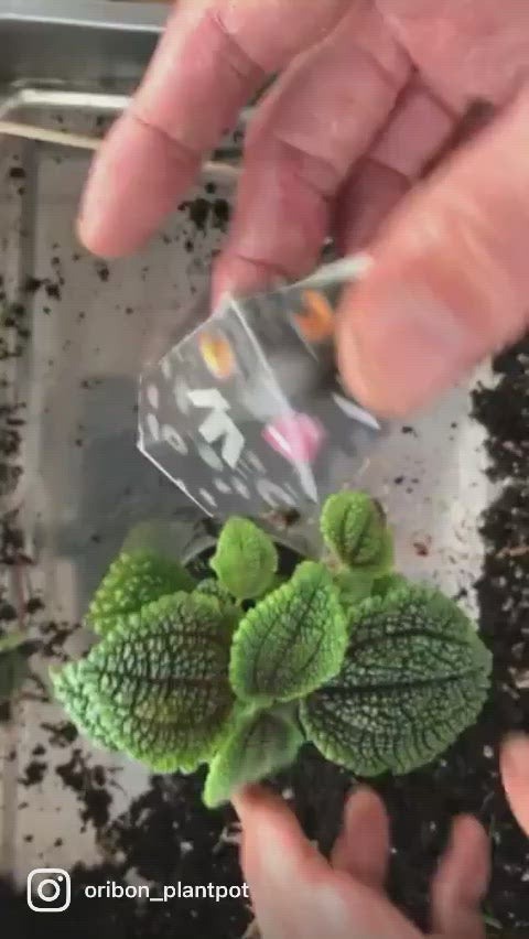 クンペーンプライトーン　アジャン ソンヨッド　プラクルアン クンペーンプライトーン アジャン ソンヨッド プラクルアン クンペーン